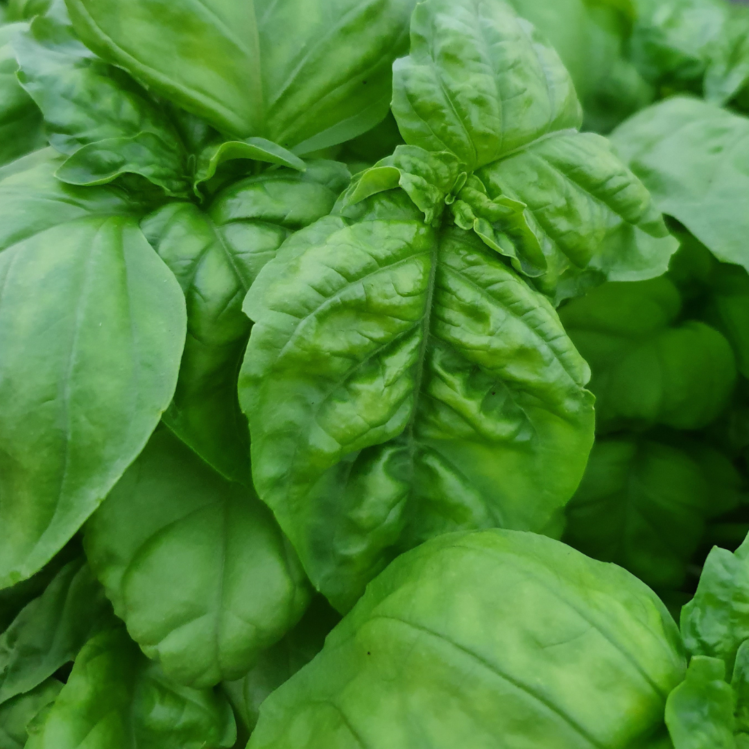 Basilika - Napoletano Bolloso