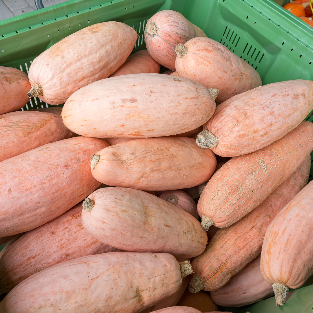 Jättepumpa - Pink Banana Jumbo - Kultursort