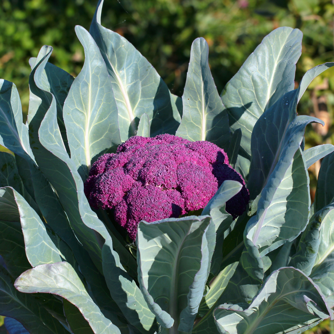 Lila Blomkål - Di Sicilia Violetto