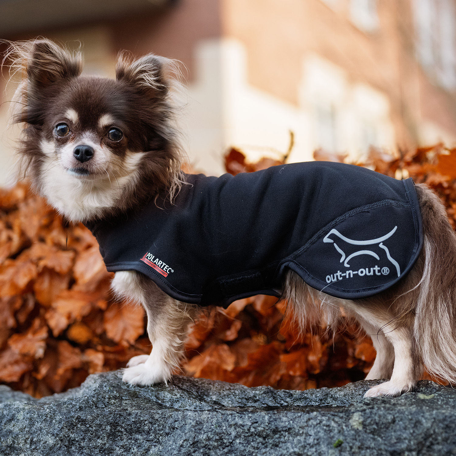 Chihuahua Jacket - Black Chihuahua Jacket - Black