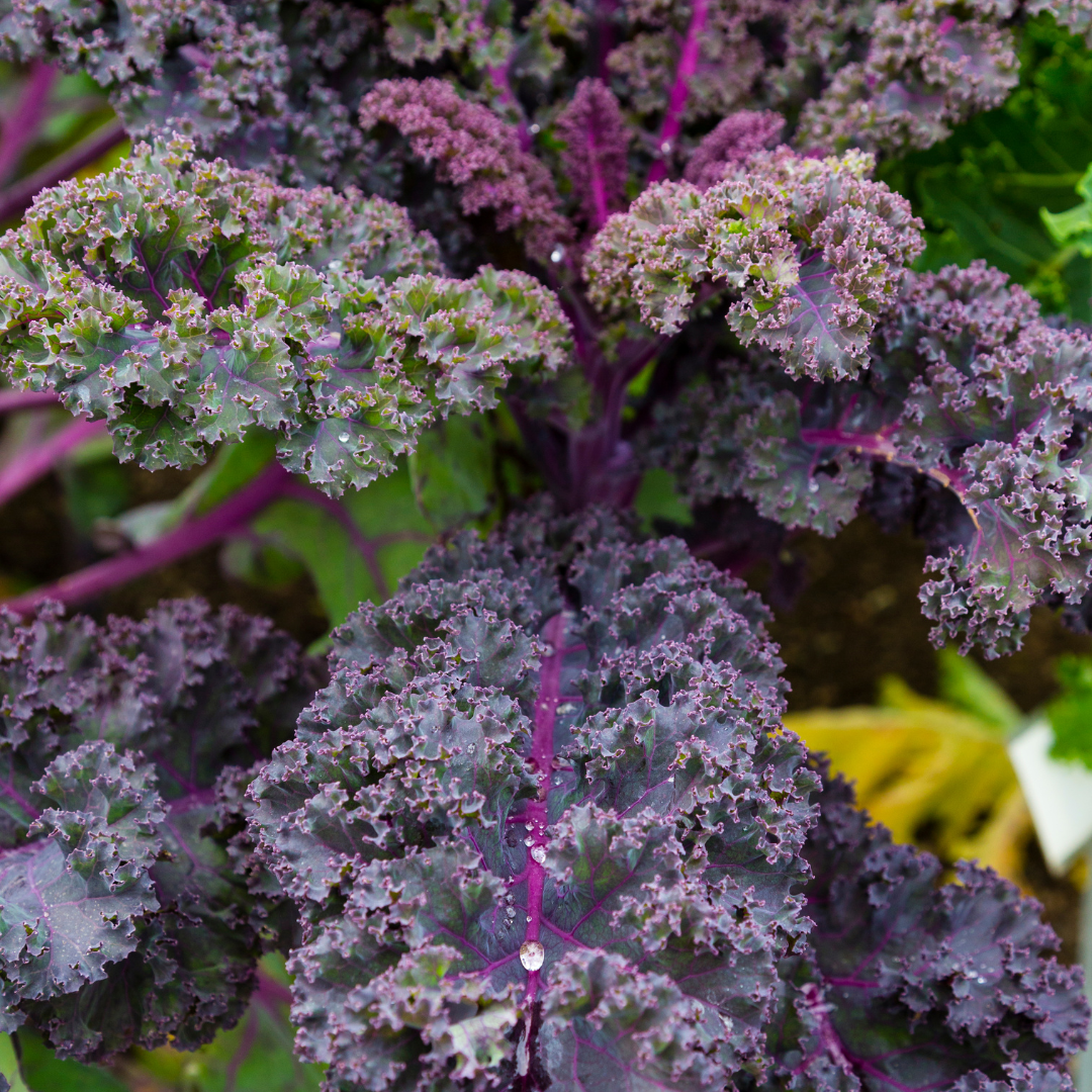 Purpurkål - Scarlet