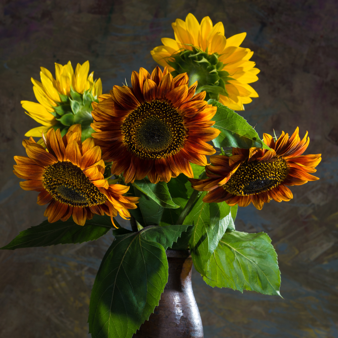 Solros - Autumn Beauty