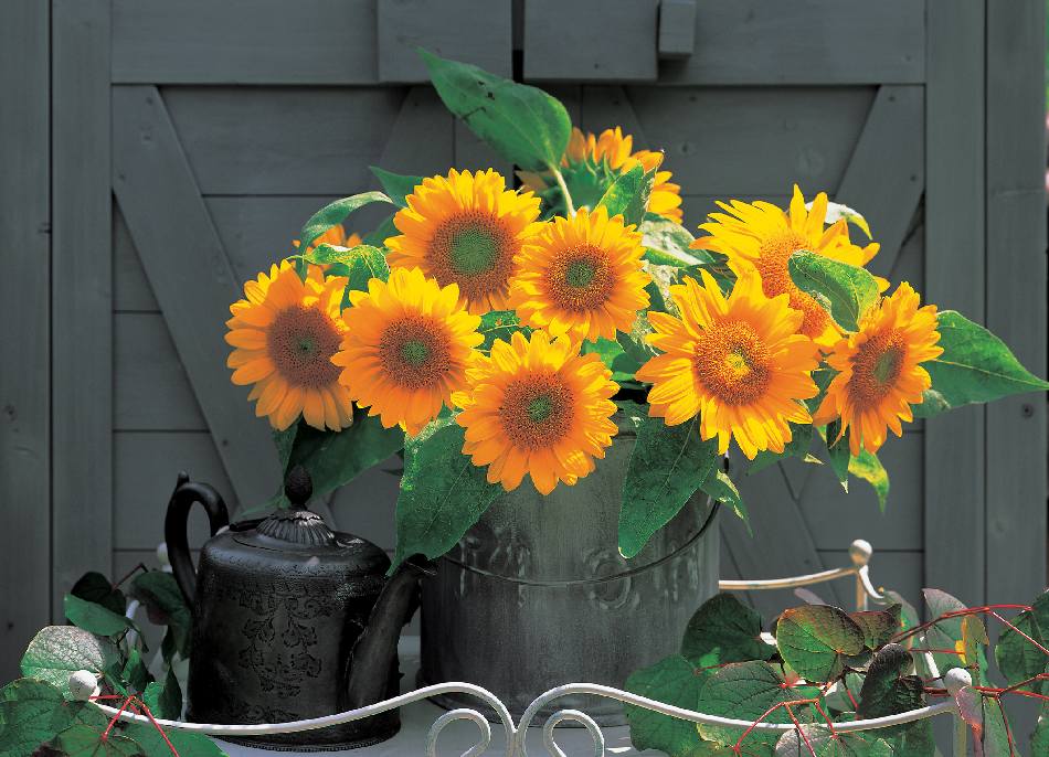 Solros Sunrich Gold - 3