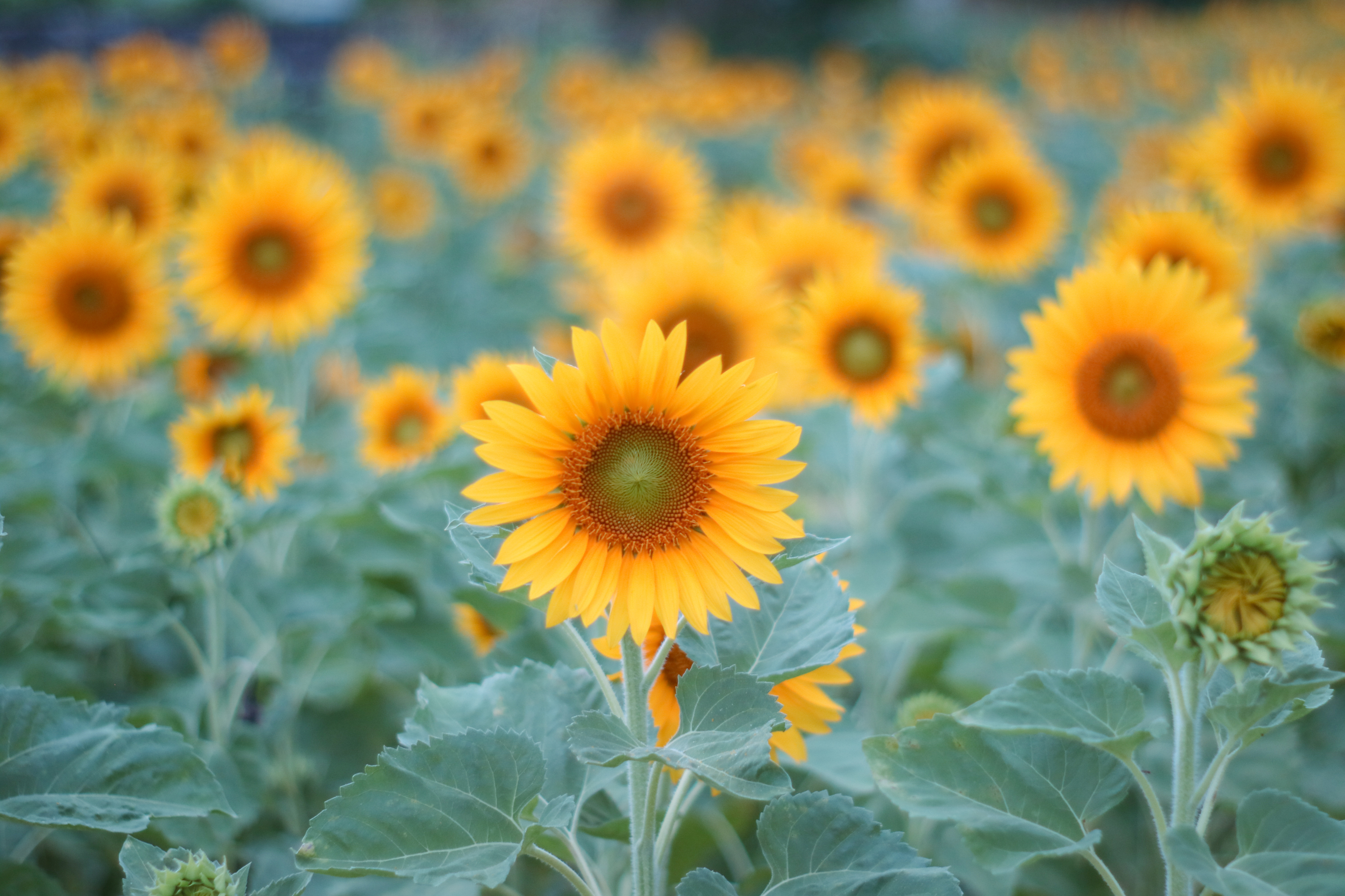 Solros Sunrich Gold