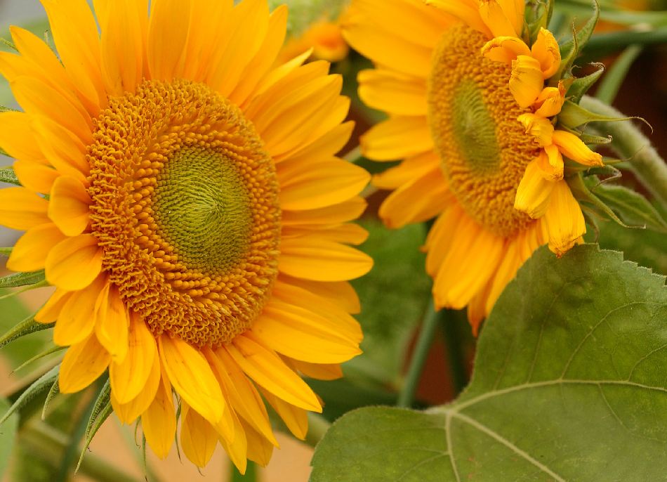Solros Sunrich Gold - 2