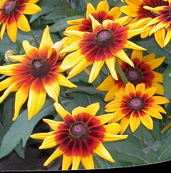 Rudbeckia Cappuccino