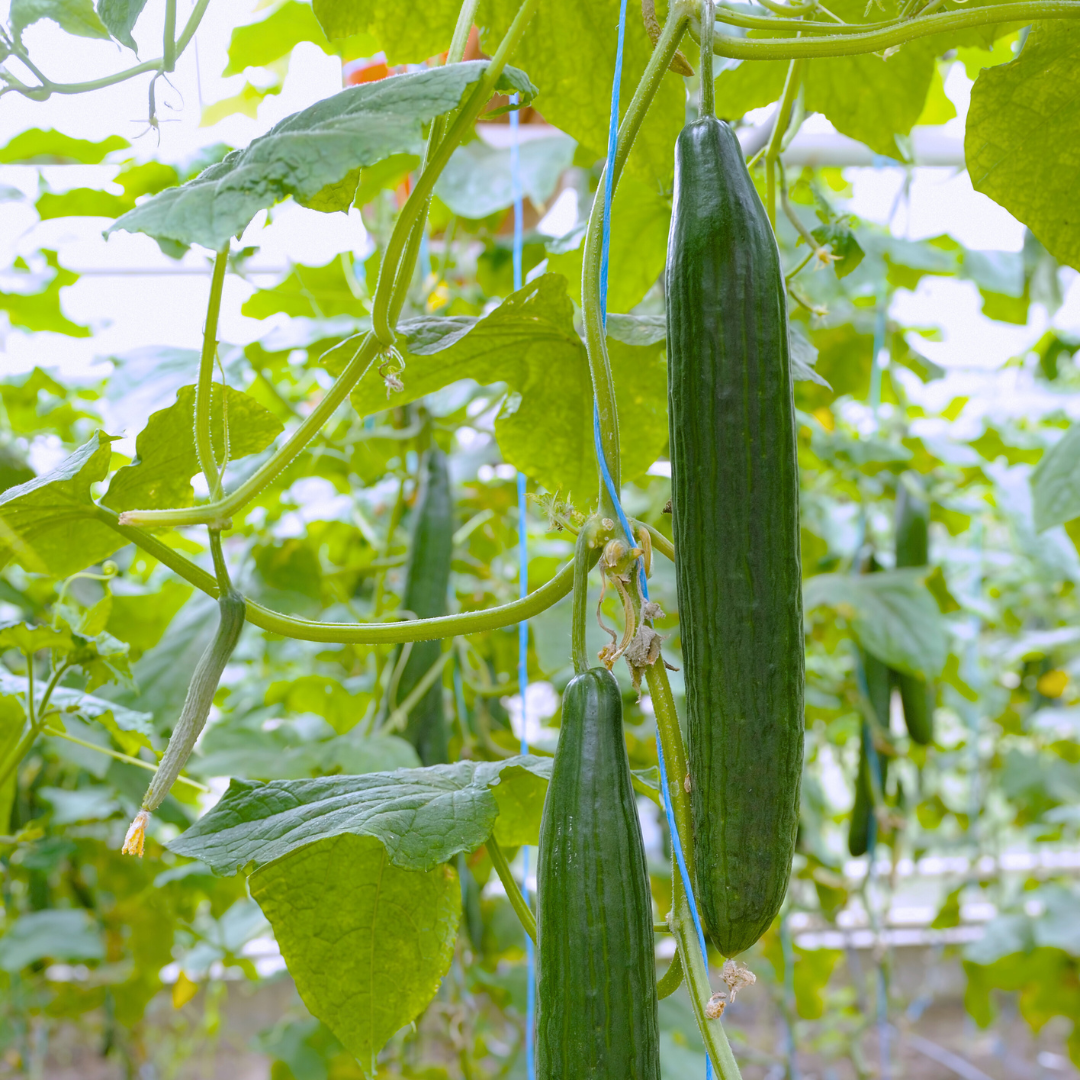 Slanggurka - Telegraph Improved