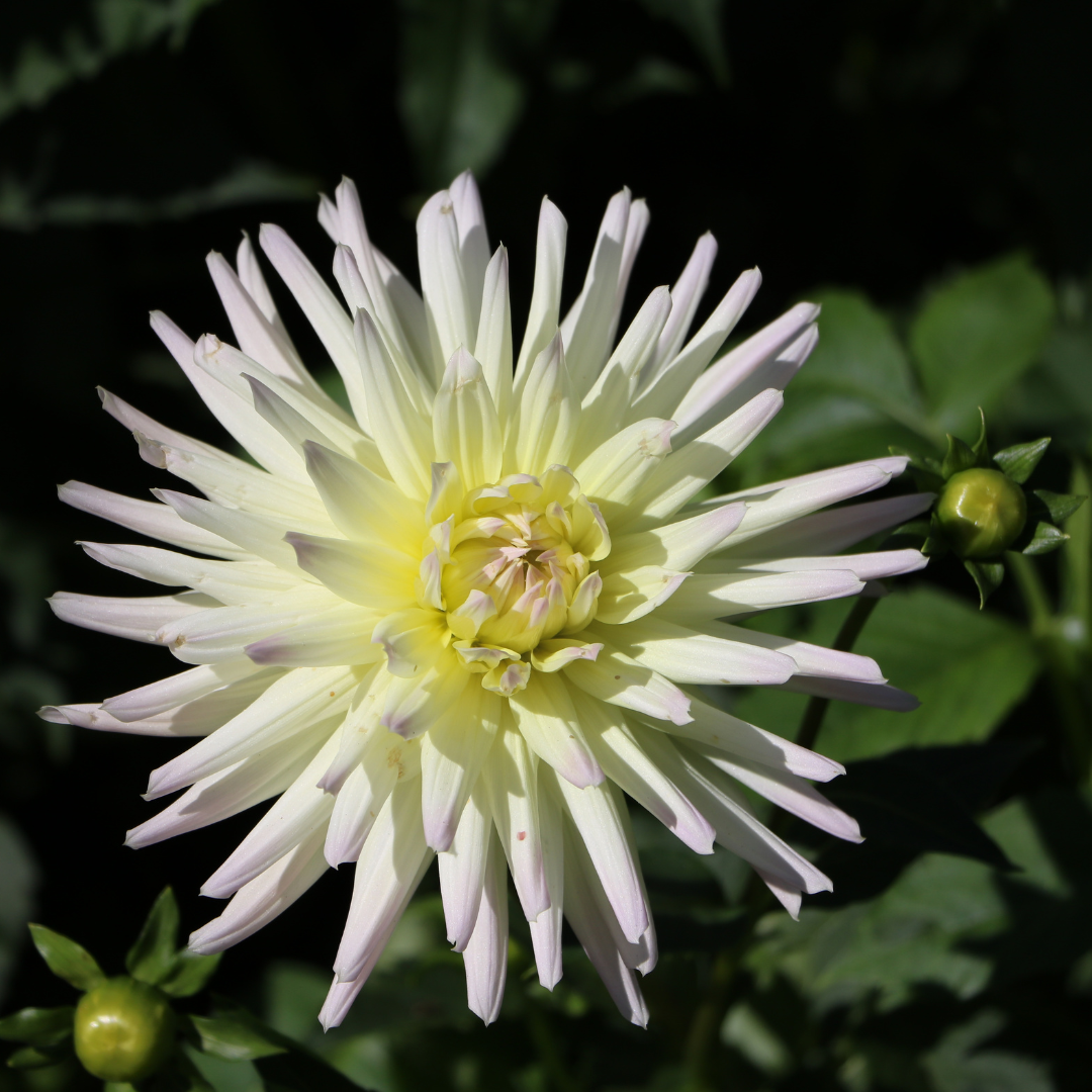 Dahlia - Kaktus Mix