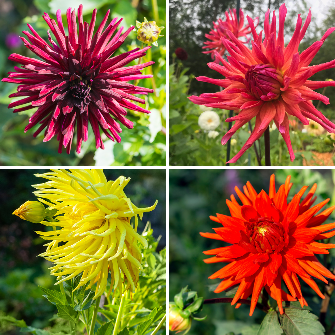 Dahlia - Kaktus Mix