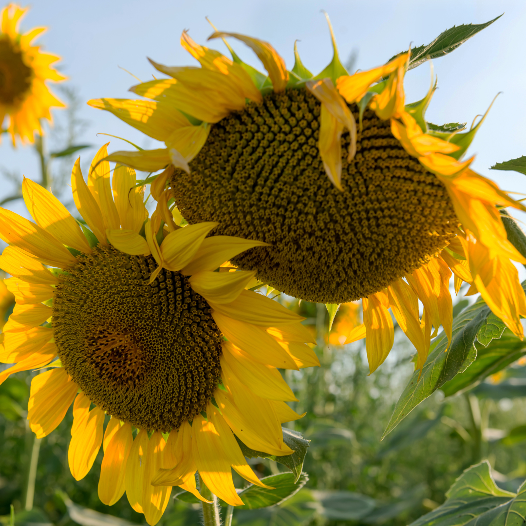 Solros - Mongolian Giant