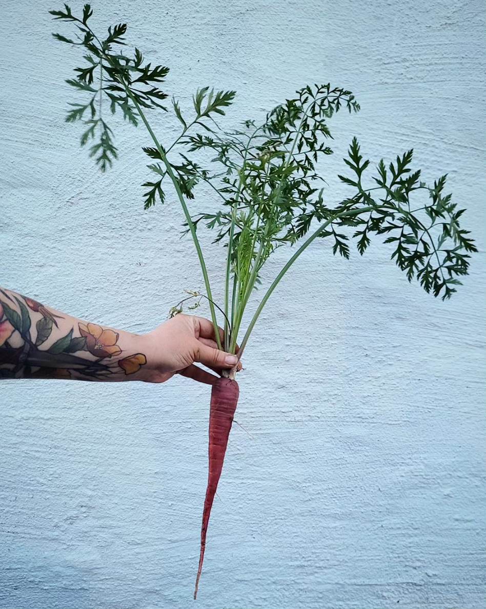 Morot - Cosmic Purple