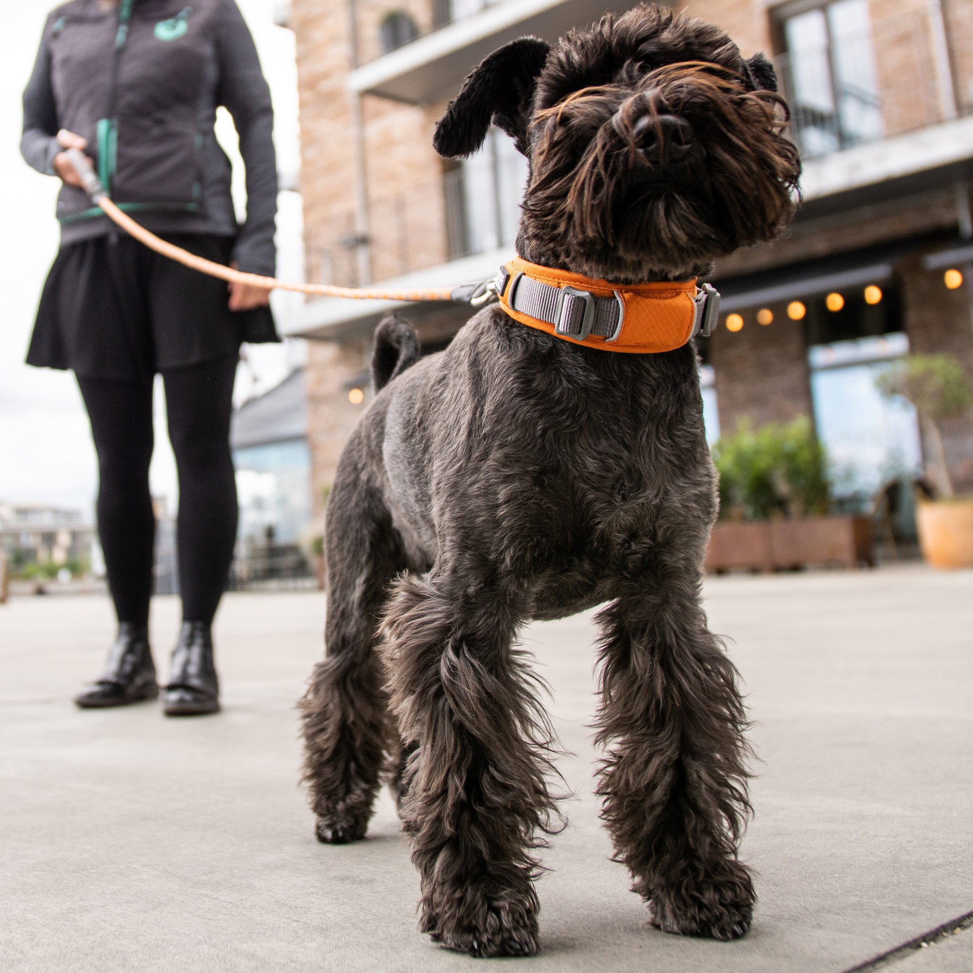 Halsband och koppel till liten och stor hund från DOG Copenhagen