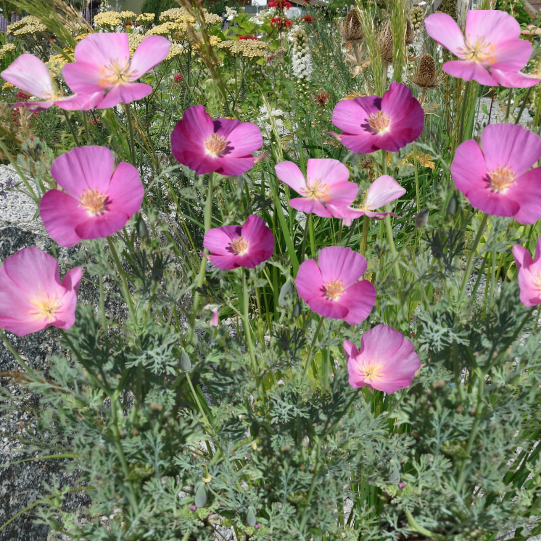 Sömntuta - Purple Gleam