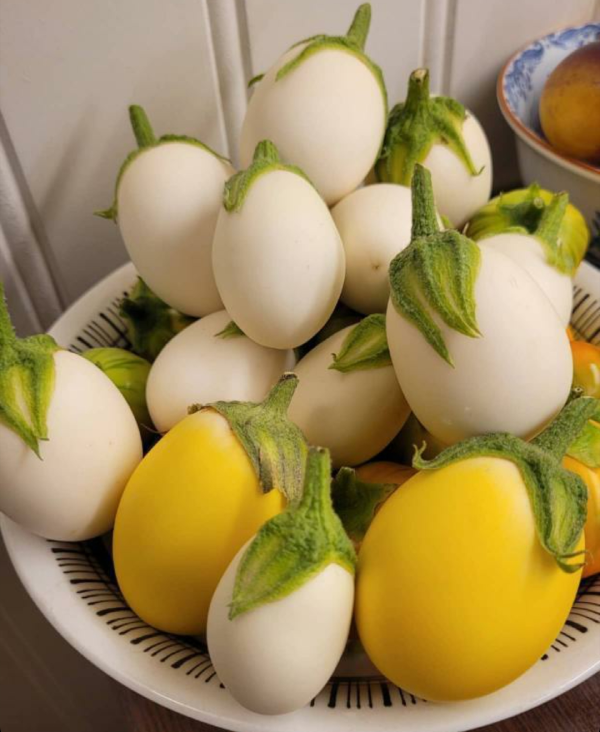 Aubergine - White Egg - 3
