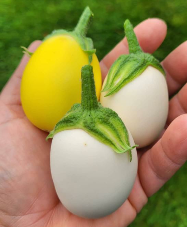 Aubergine Golden Eggs Fröbanken