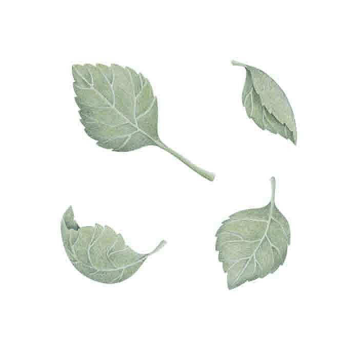 Ljusgröna Blad