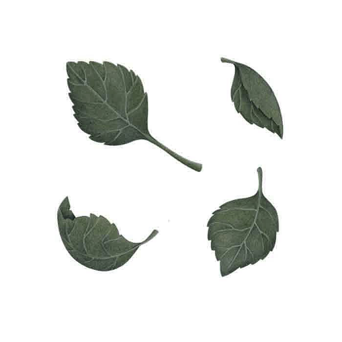 Mörkgröna Blad