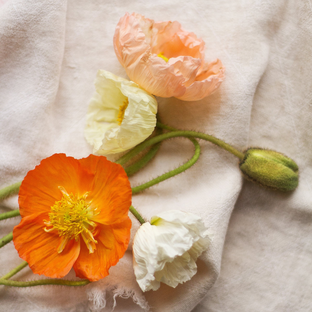 Kornvallmo - Shirley Single Mix