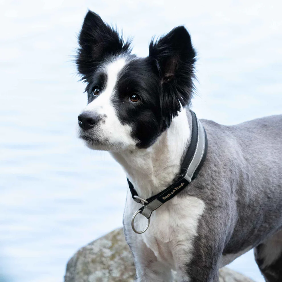 Back on Track Reflexhalsband Molly  - 2