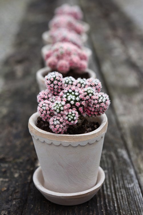 POT WITH SAUCER HELENA MINI LIGHT - BERGS POTTER - 5