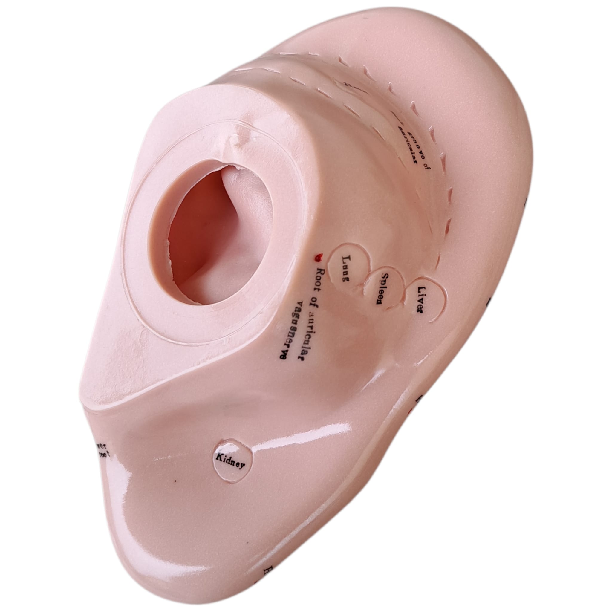 Öronmodell, 17 cm. - 3