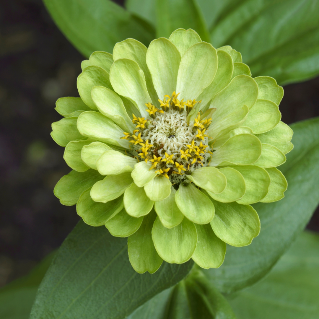 Zinnia - Envy Lime Green