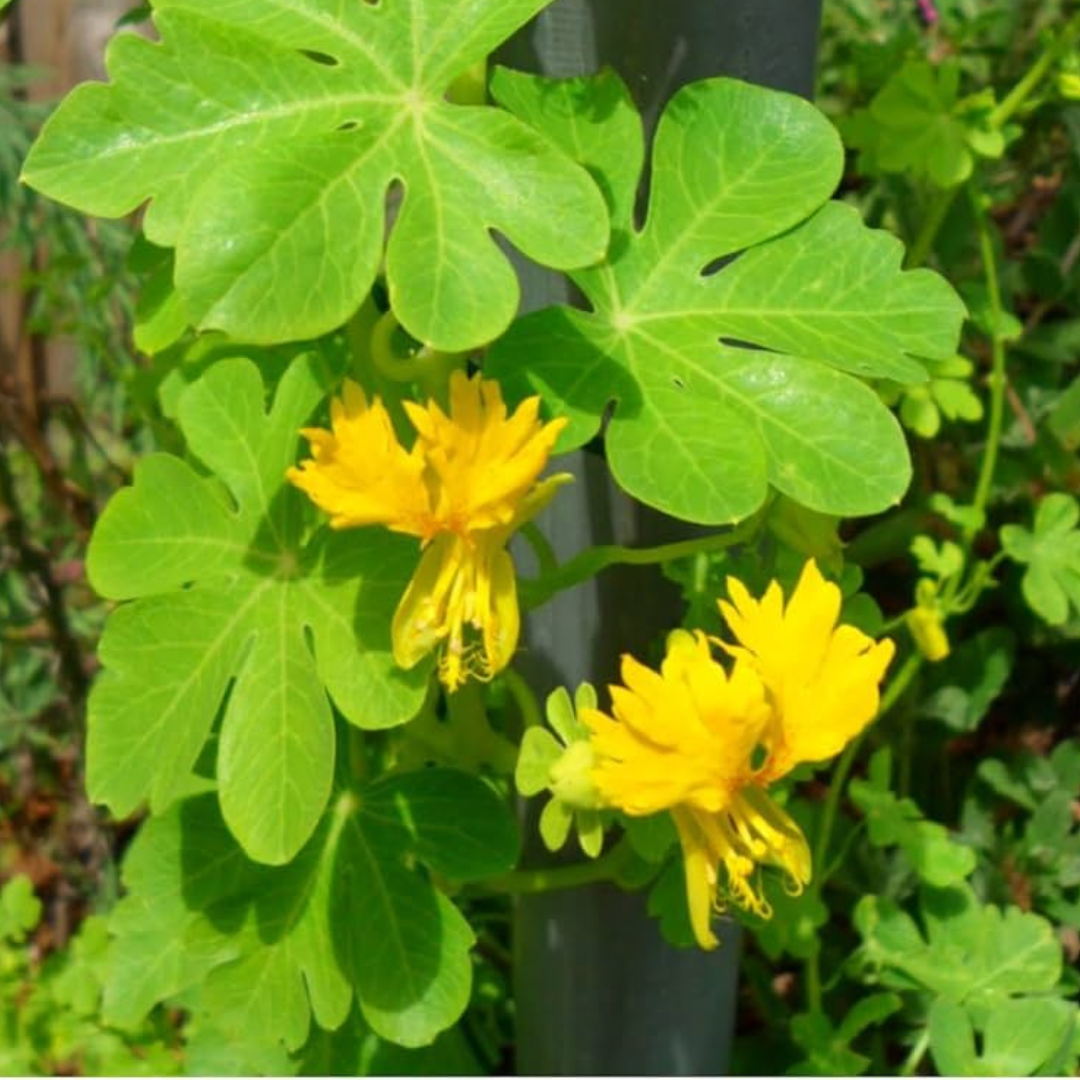 Fjärilskrasse - Canary Creeper