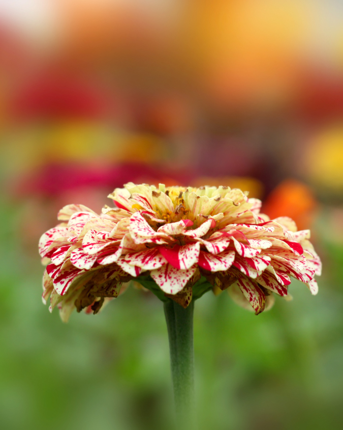 Zinnia - Peppermint Stick