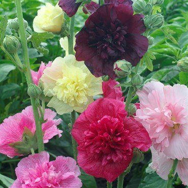 Stockros - Summer Carnival Mix