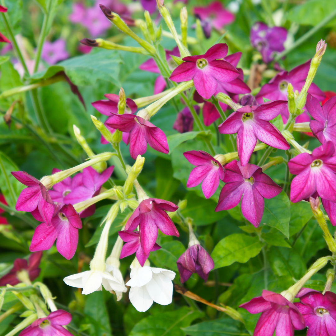 Blomstertobak - Sensation Mix