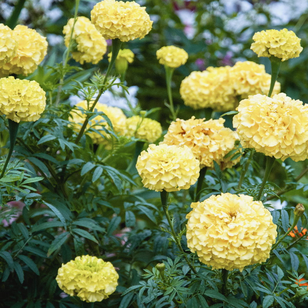 Afrikansk Tagetes - Kilimanjaro