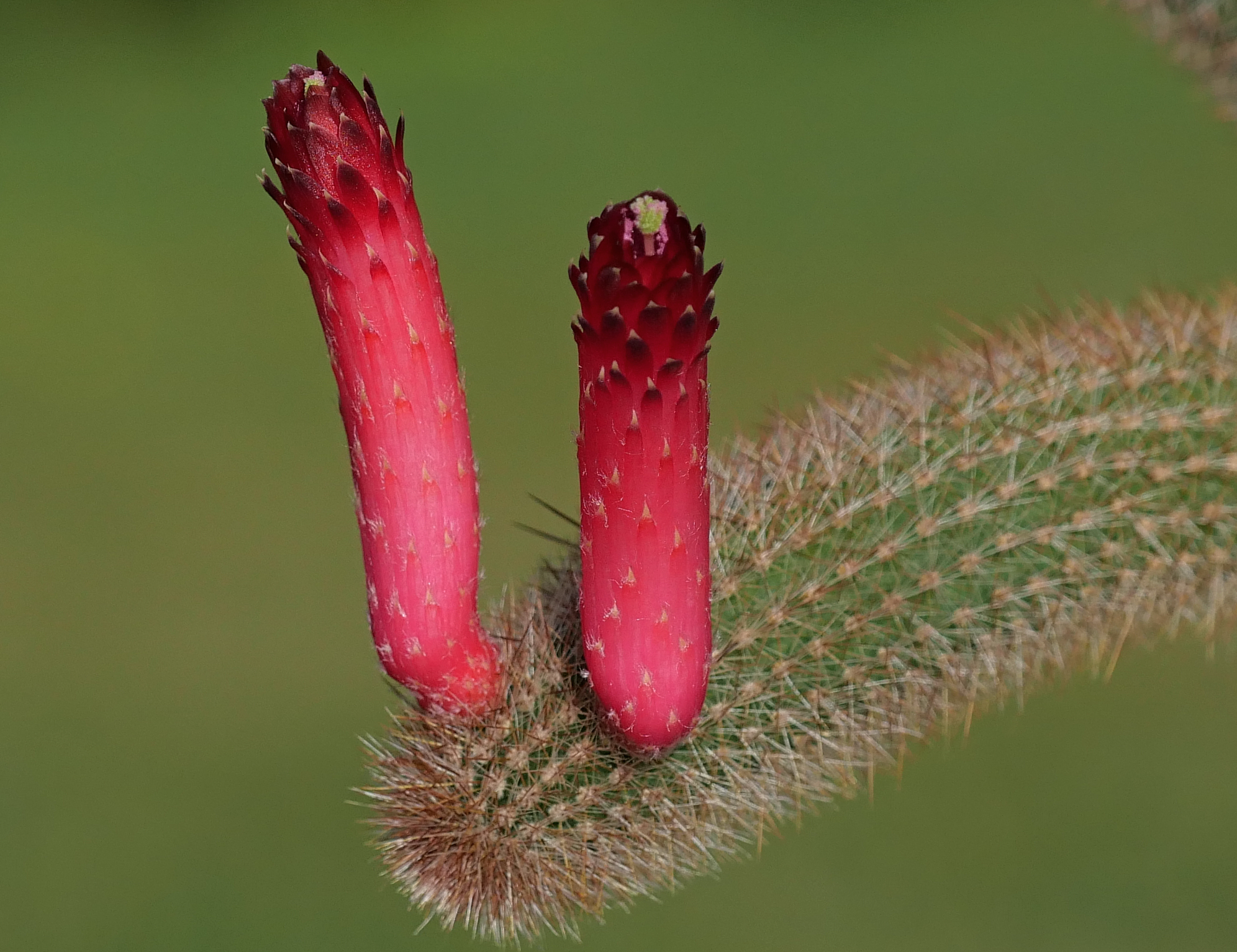 Cleistocactus vulpis-cauda MN 786
