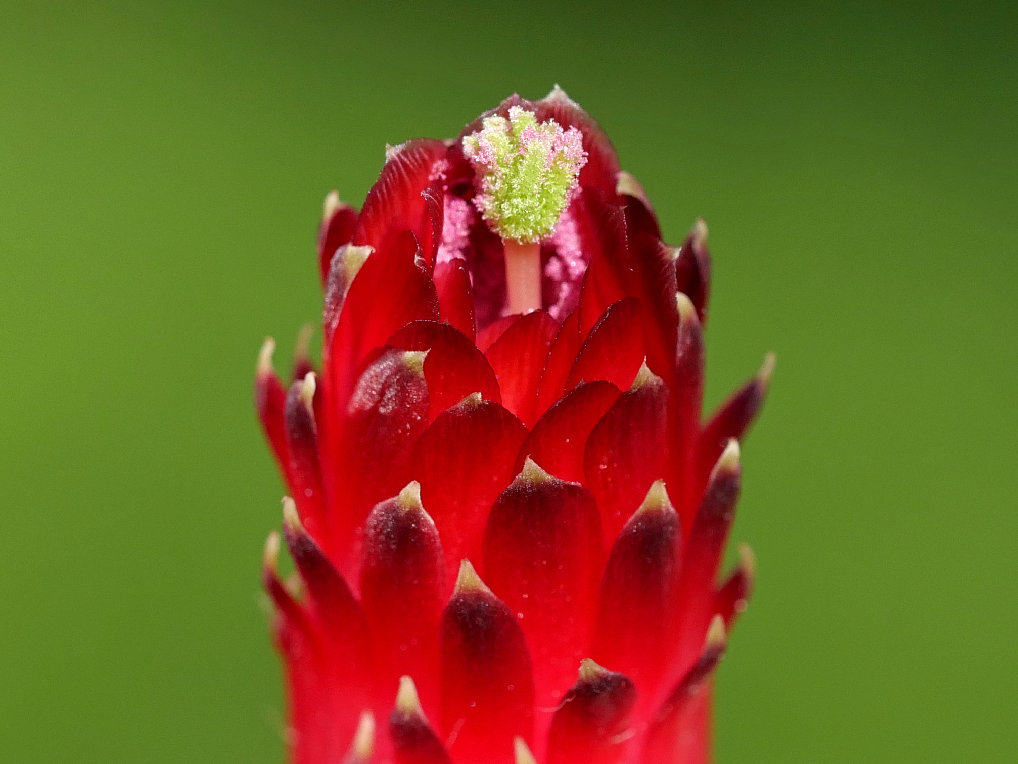 Cleistocactus vulpis-cauda MN 786 - 2