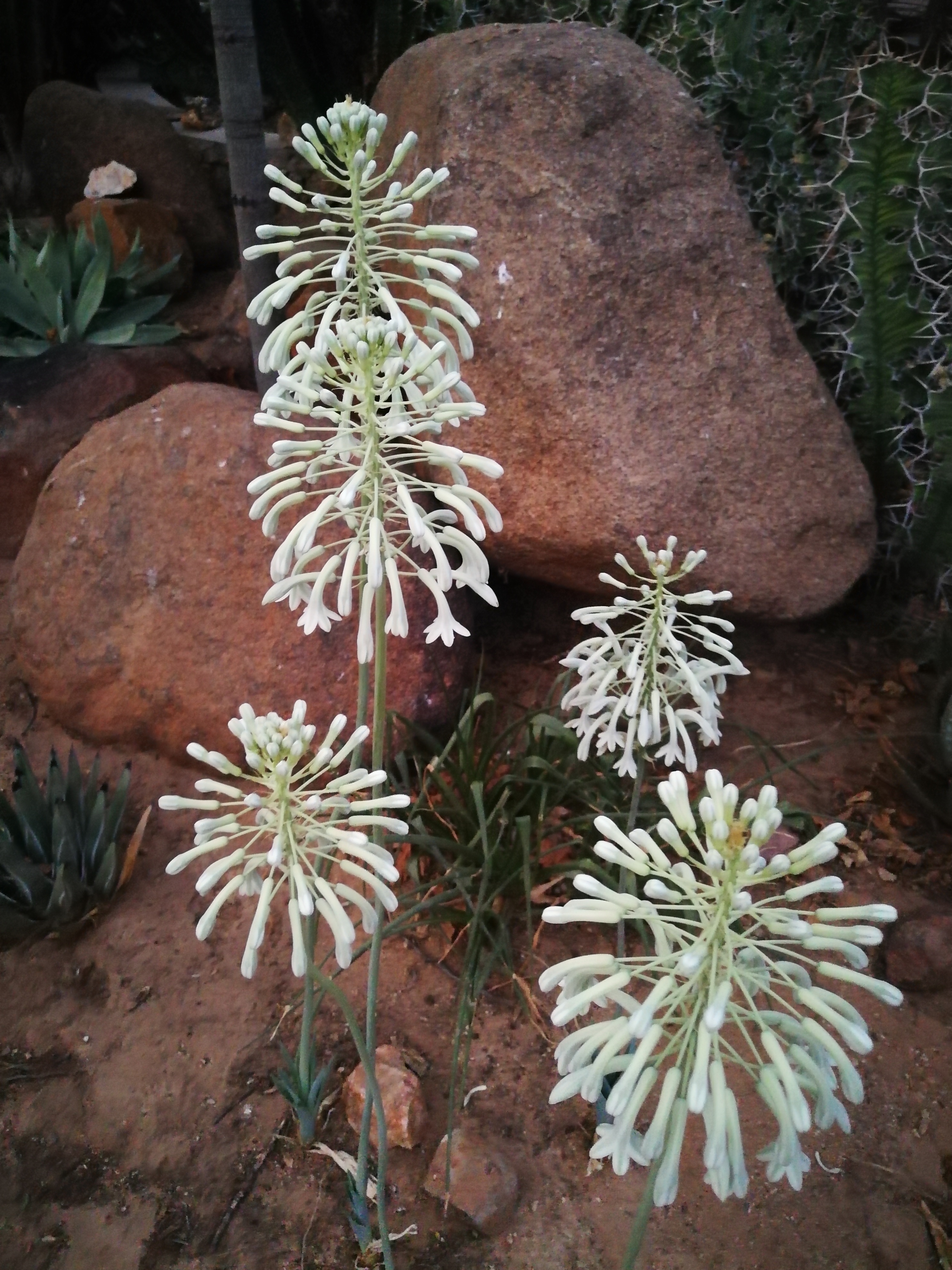 Pseudogaltonia clavata
