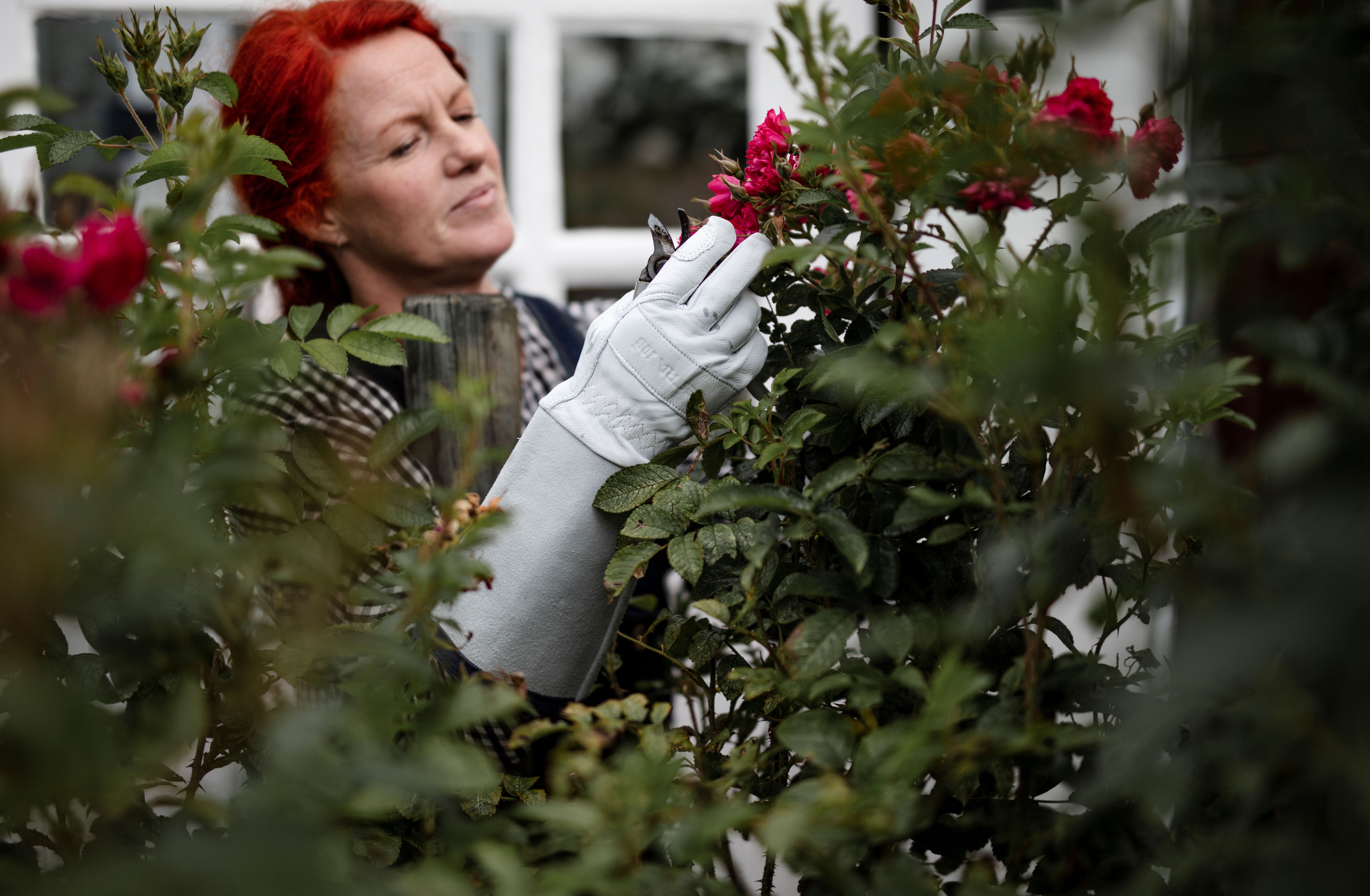 Hestra Garden Glove - White -Garden rose glove - 6