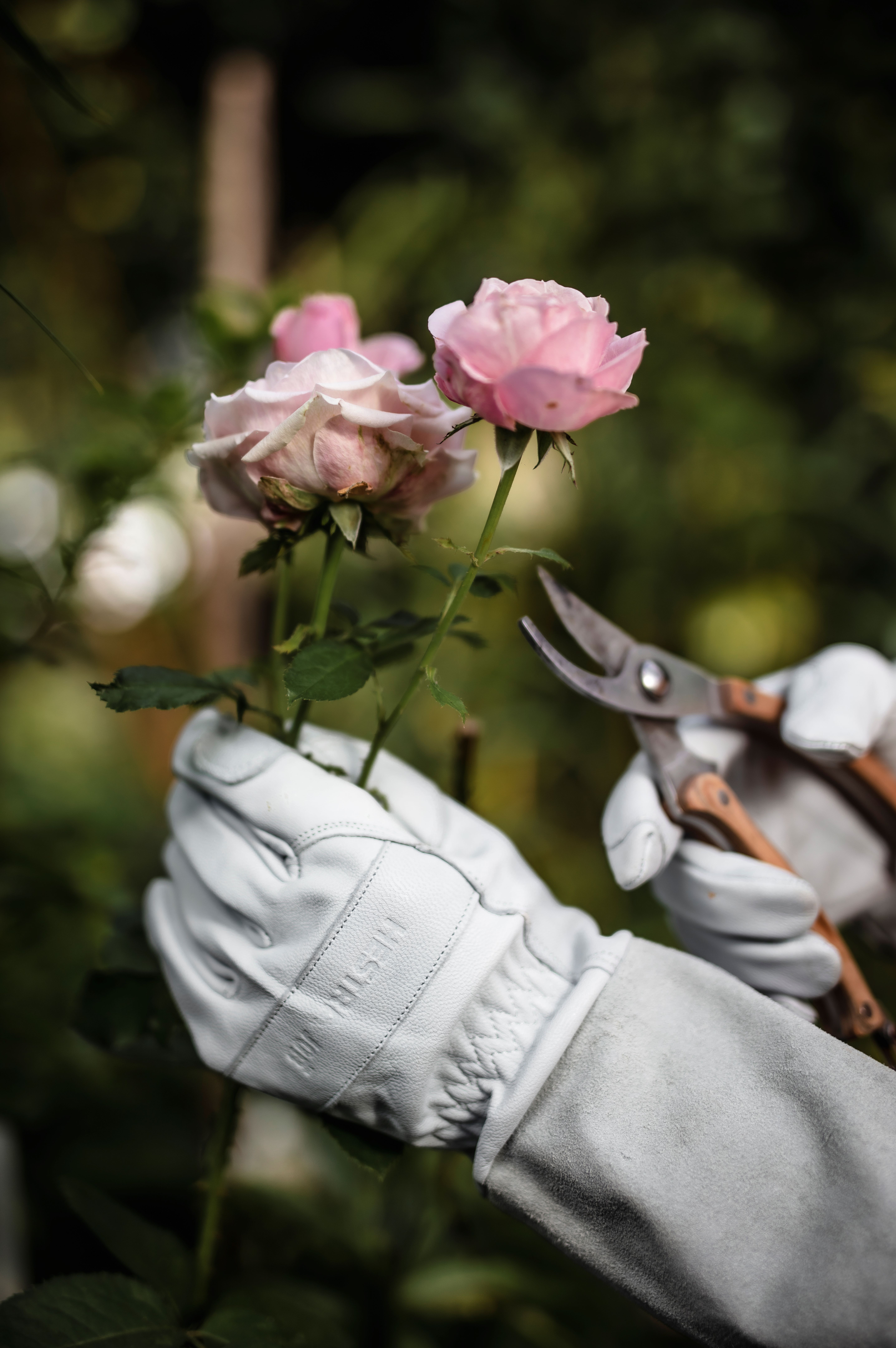 Hestra Garden Glove - White -Garden rose glove - 4