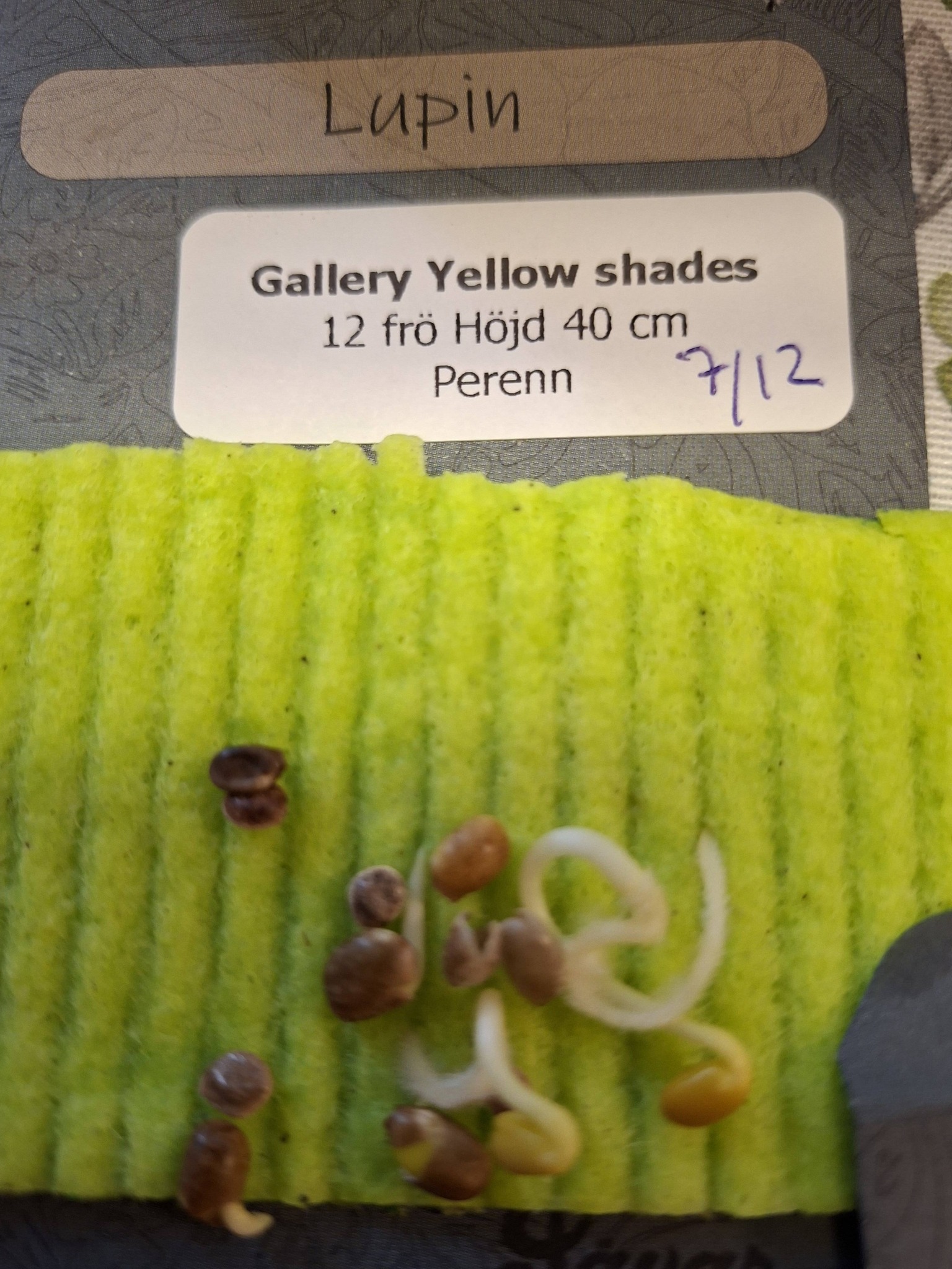 Lupin "Gallery Yellow Shades" 12 frö - 2