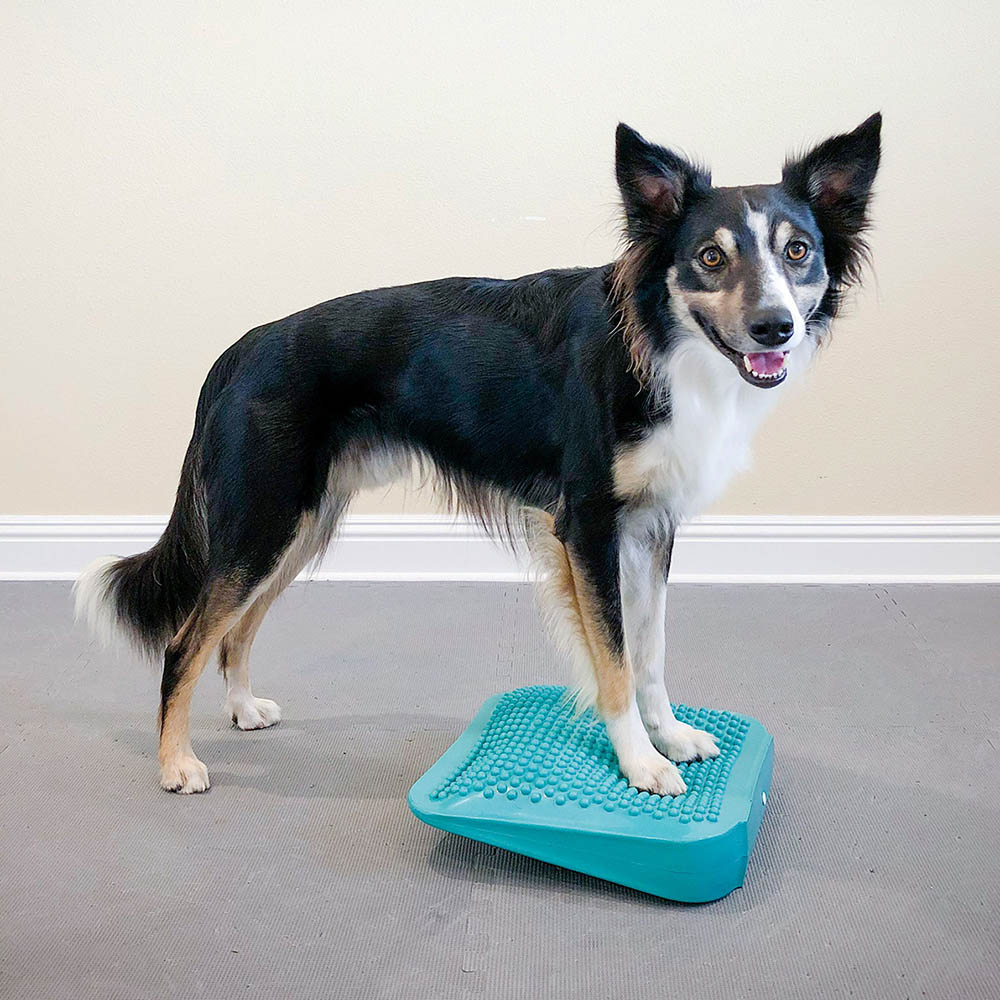 Fitpaws balance ramp for dog