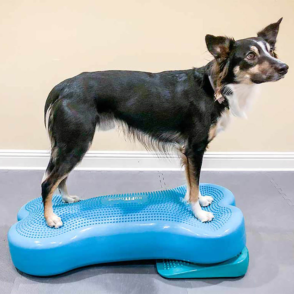 FitPAWS Ramp - 6