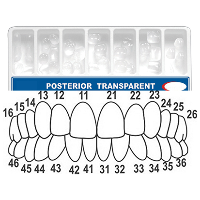 Transparent Crowns 36/46 medium , 1x10 pcs