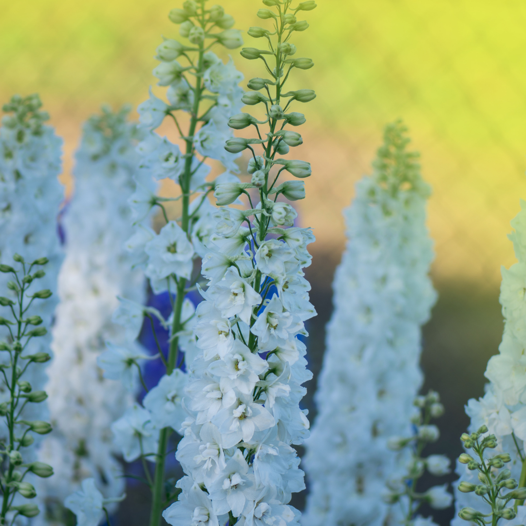 Jätteriddarsporre - Galahad