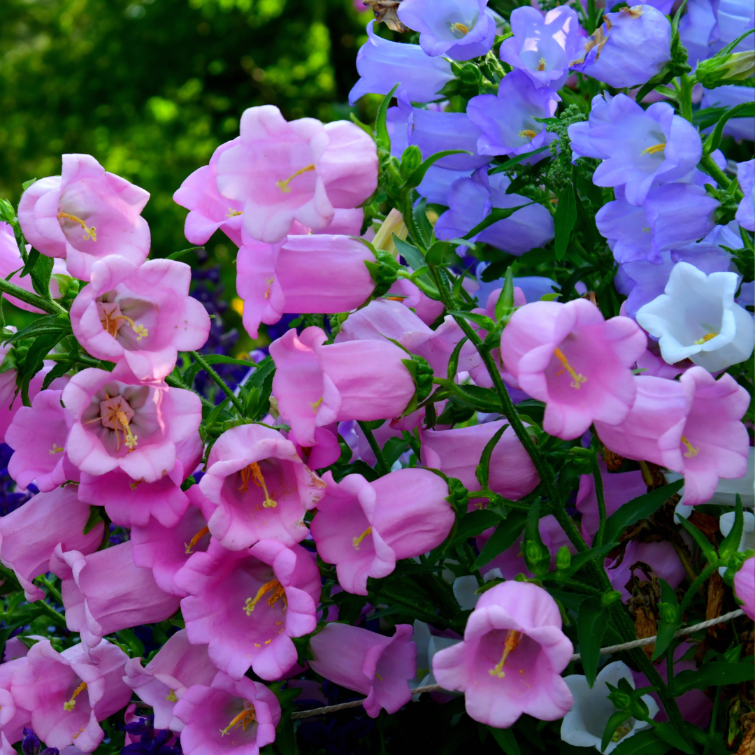 Mariaklocka - Cup and Saucer Mix