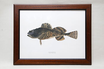 Plate Fish 36x46 cm