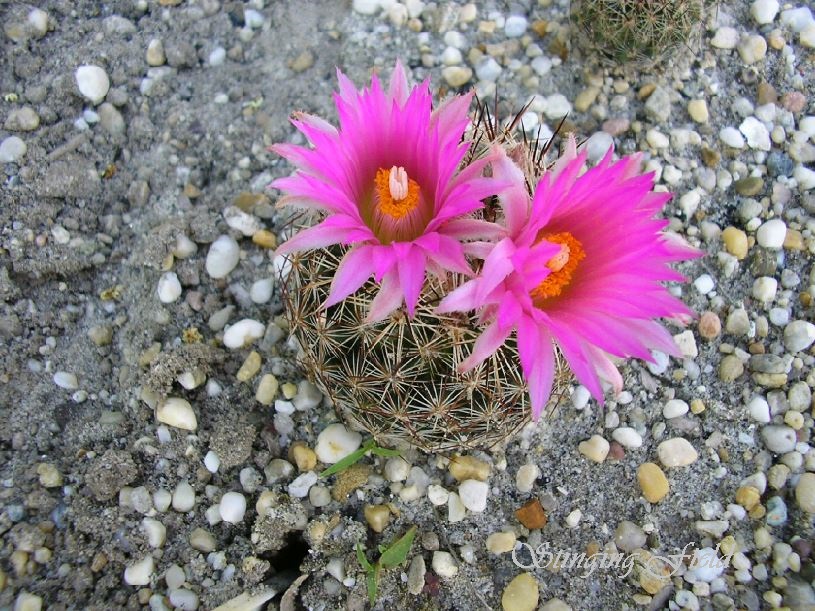 Escobaria vivipara SB 748 (San Juan Co, NM)