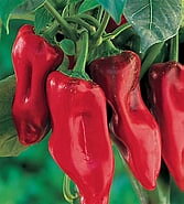 Marconi Röd Paprika