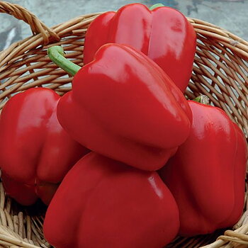 California wonder Paprika