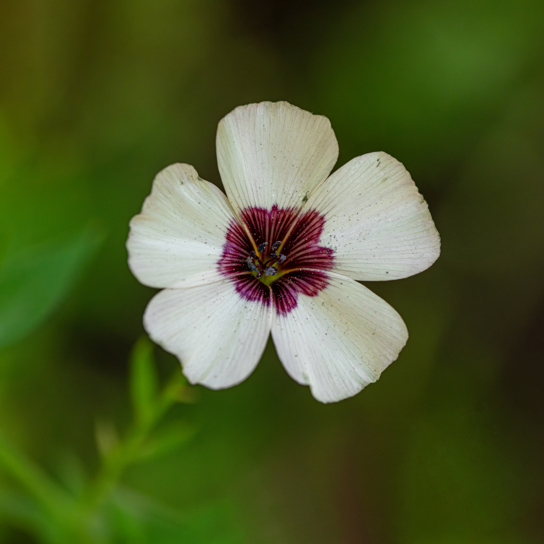 Viktoriansk Blomsterlin - Bright Eyes