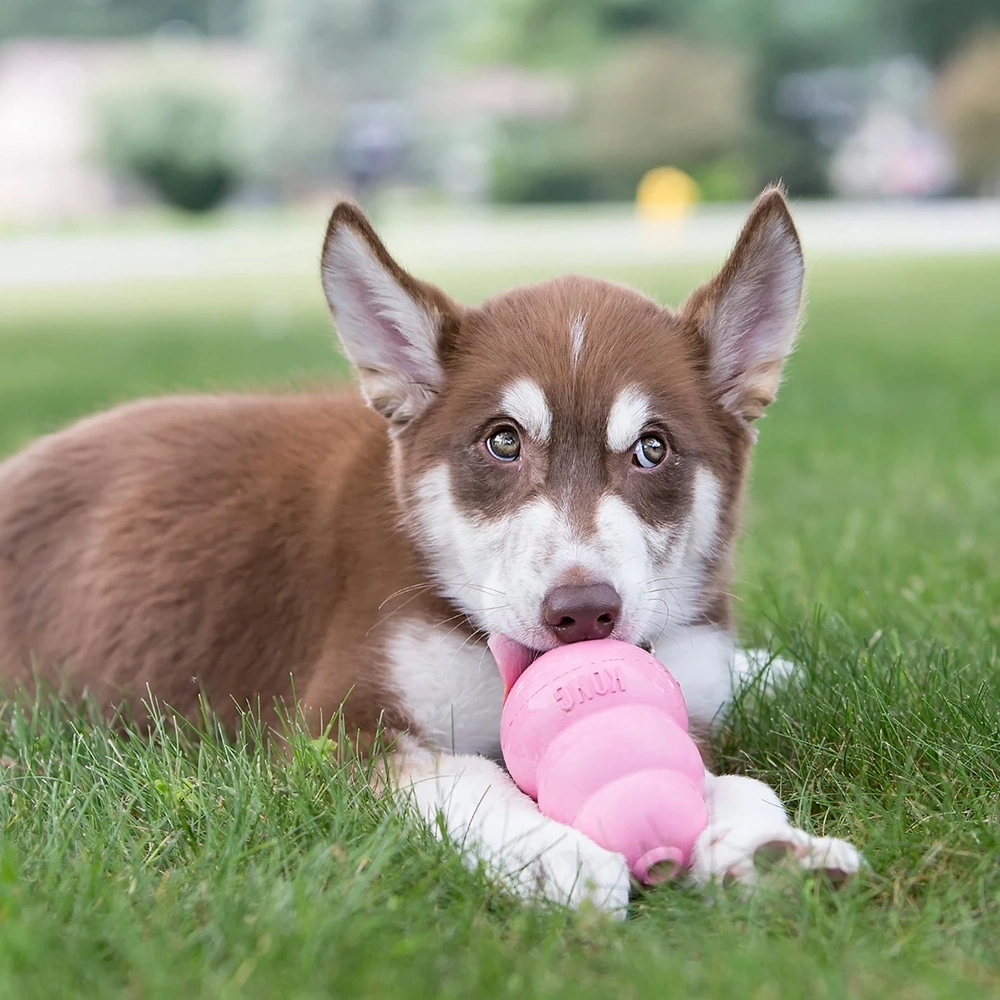 KONG Puppy - 3