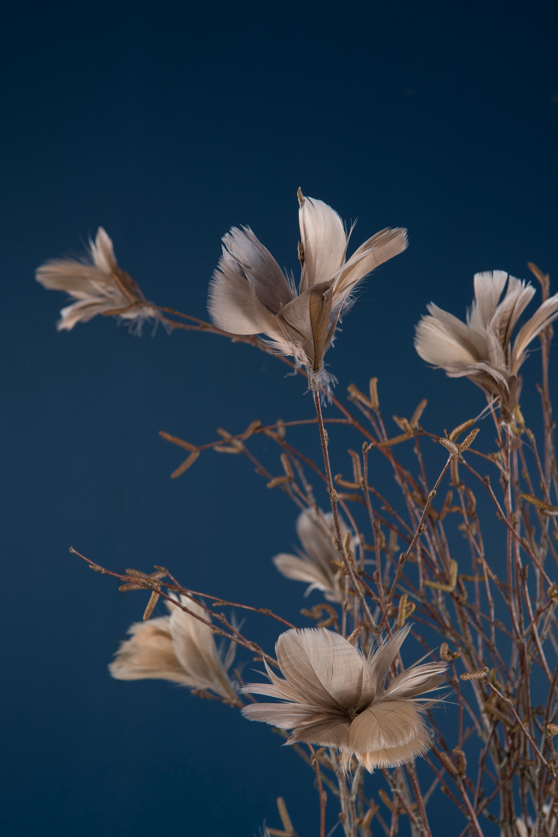 Fjäderblomma - Mullvad  - 2