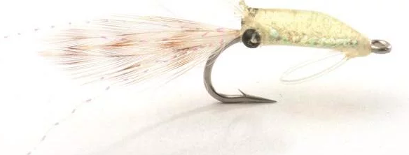 Guideline Imitator Shrimp